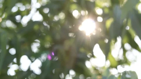 Abstract blur nature light background, bokeh light nature background Stock Footage 169081610