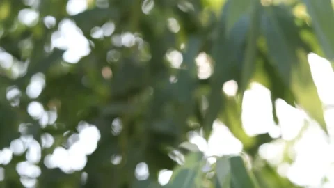 Abstract blur nature light background, bokeh light nature background Stock Footage 169081611