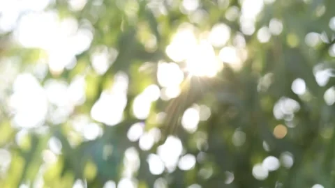 Abstract blur nature light background, bokeh light nature background Stock Footage 169081693