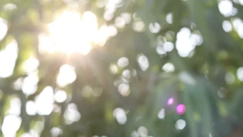 Abstract blur nature light background, bokeh light nature background Stock Footage 169081694