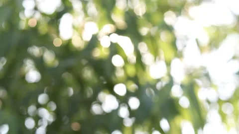 Abstract blur nature light background, bokeh light nature background Stock Footage 169081695