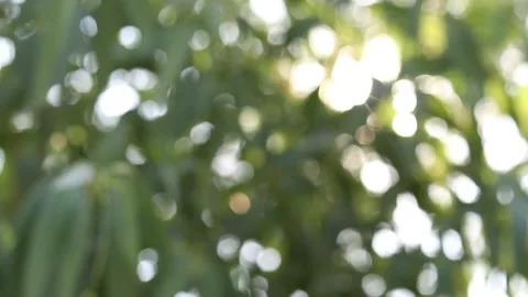 Abstract blur nature light background, bokeh light nature background Stock Footage 169081696