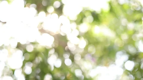 Abstract blur nature light background, bokeh light nature background Stock Footage 169081754