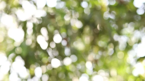Abstract blur nature light background, bokeh light nature background Stock Footage 169081758