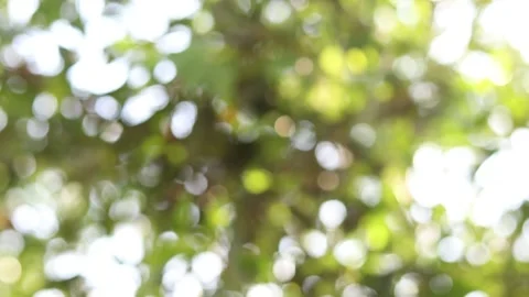 Abstract blur nature light background, bokeh light nature background Stock Footage 169081759