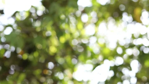 Abstract blur nature light background, bokeh light nature background Stock Footage 169081769
