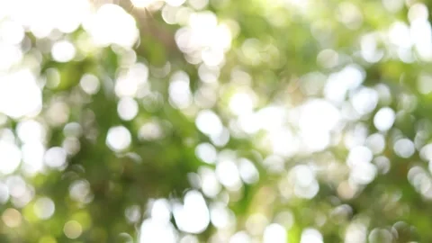 Abstract blur nature light background, bokeh light nature background Video stock 169081771