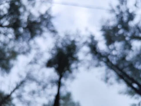 Abstract Blur of Pine Trees Canopy Against Cloudy Blue Sky Stock Photos