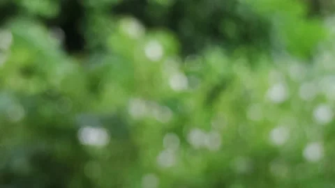 Abstract Blur small tree in the rainy day background Stock Footage 160991551