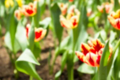 Abstract blur tulip Stock Photos