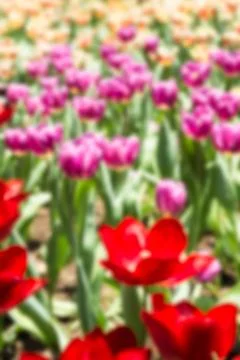 Abstract blur tulip Stock Photos