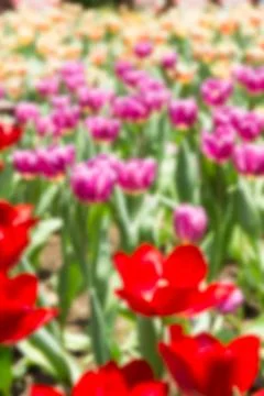 Abstract blur tulip Foto stock