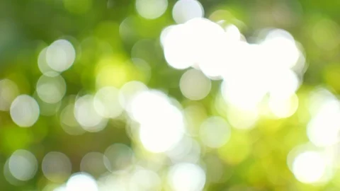 Abstract blured background of green leaves. Stock Footage 118966678