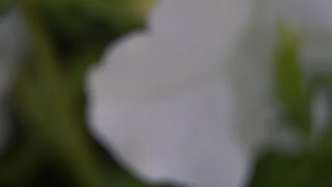 Abstract blured defocused motion dark green background, tranquil scene for Stock Footage 93395208