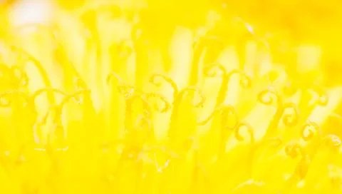 Abstract blured macro background of yellow dandelion Foto stock