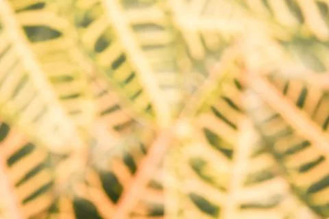 Abstract blurred background with accent linear forms based on tropical plants Stock Photos