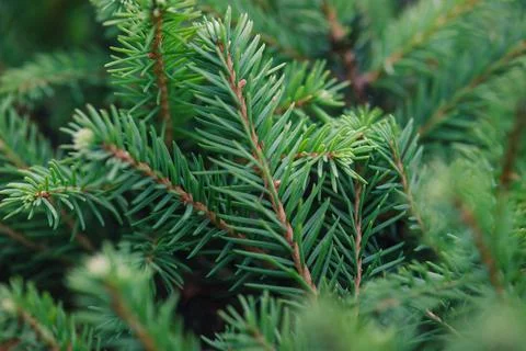 Abstract blurred background of coniferous branches close-up. Foto stock