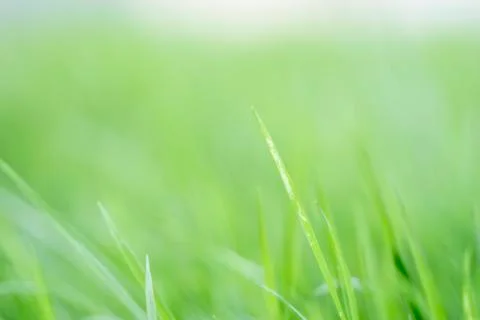 Abstract blurred background of the grass Stock-Fotos