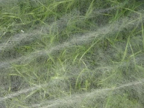 Abstract blurred background grass under cover material, Sprouts of young gree Foto stock