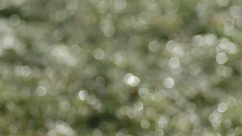 Abstract blurred background images, bokeh, out of focus. Stock Footage 196630451