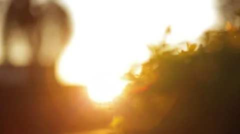 Abstract blurred background of leaves, tree and the sun Stock Footage 54263355