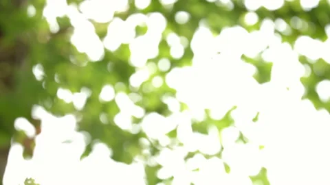 Abstract Blurred background Leaves of tree swaying with wind. Beautiful Nature b Stock Footage 153883575