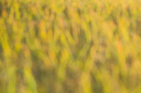 Abstract blurred background Stock Photos