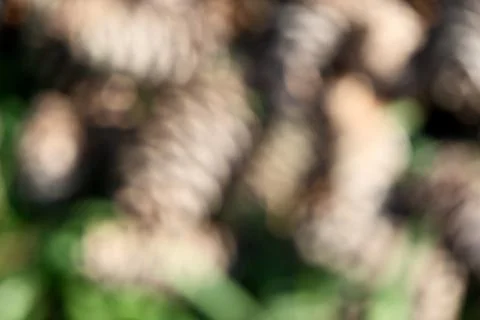 Abstract blurred background of pine cones in the forest, shallow depth of field 스톡 사진