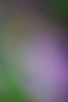 Abstract blurred background with soft gradients of green and purple tones Stock Photos