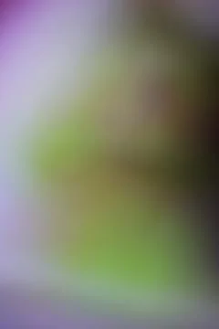 Abstract blurred background with soft green and purple gradient light Stock Photos