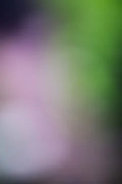 Abstract blurred background with soft green and purple light gradients Stock Photos