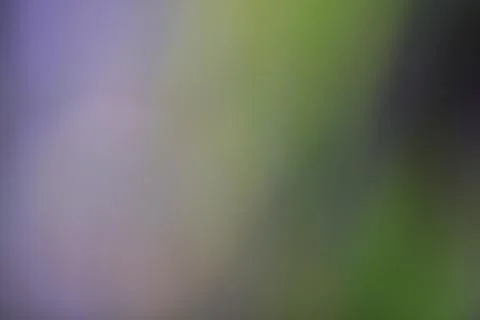 Abstract blurred background with soft purple and green gradient light Stock Photos