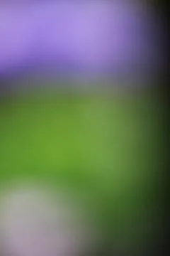 Abstract blurred background with soft purple and green gradient tones Stock Photos