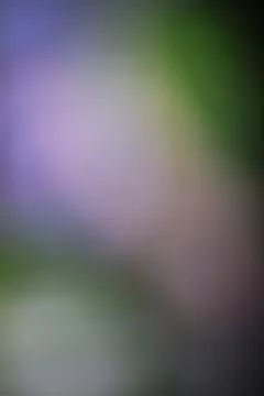 Abstract blurred background with soft transitions of purple and green tones Stock Photos