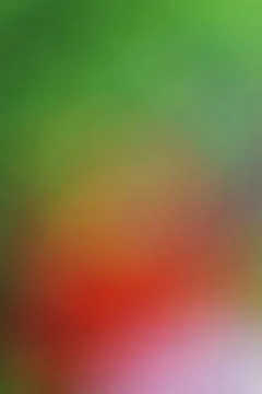 Abstract blurred background with soft transitions of green red and pink Stock Photos