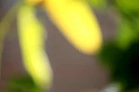 Abstract blurred background texture of a green leaf Stock Photos