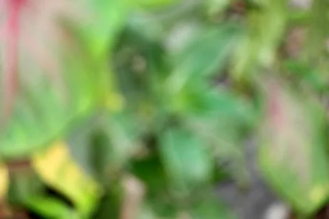 Abstract blurred background texture of a green leaf Stock Photos
