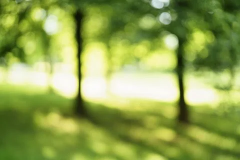Abstract blurred background of trees in park in sunny summer day 스톡 사진