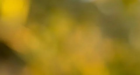 Abstract blurred background with yellow and green colors. Foto stock