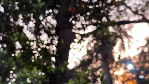 Abstract blurred bokeh background through tree foliage during golden hour 스톡 동영상 340580849