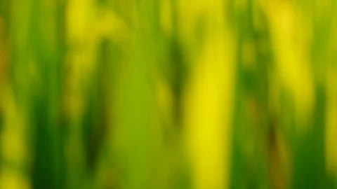 Abstract Blurred Close up Rice paddy field background in sunrise time, 4K Stock Footage 100430213
