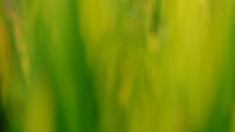 Abstract Blurred Close up Rice paddy field background in sunrise time, 4K Stock Footage 100430709