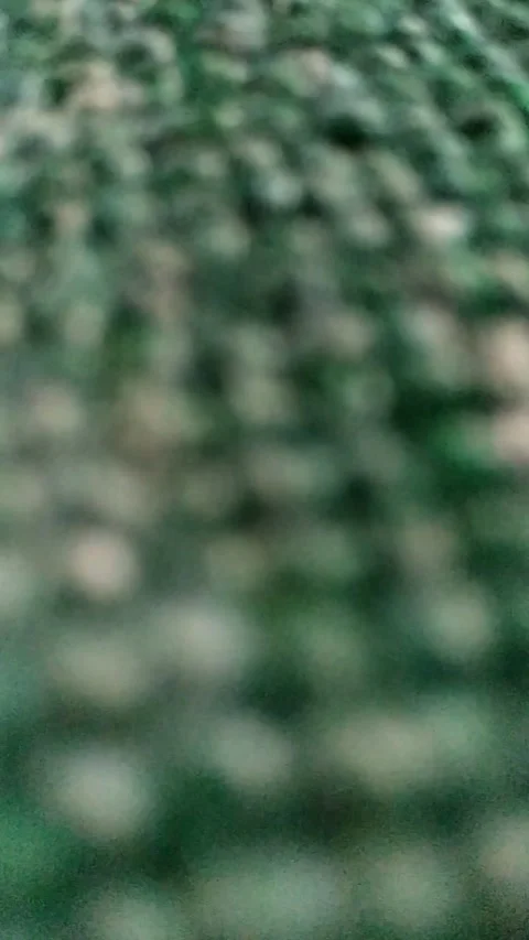 Abstract blurred dark green texture background. Stock Footage 342712447