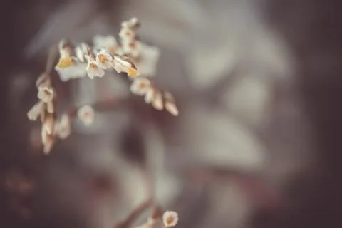 Abstract blurred floral background. Macro photography. fine art. Stock Photos
