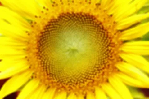 Abstract blurred flower background Stock Photos