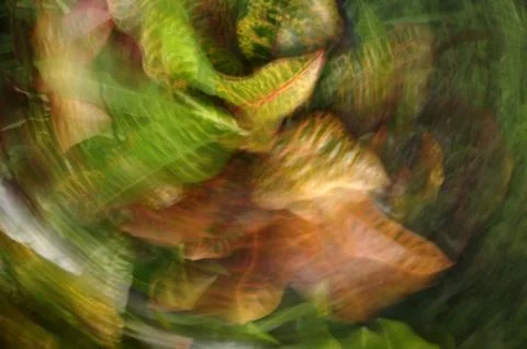Abstract blurred flower background Stock Photos