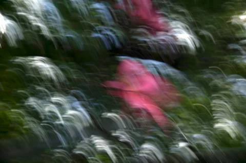 Abstract blurred flower background 写真素材