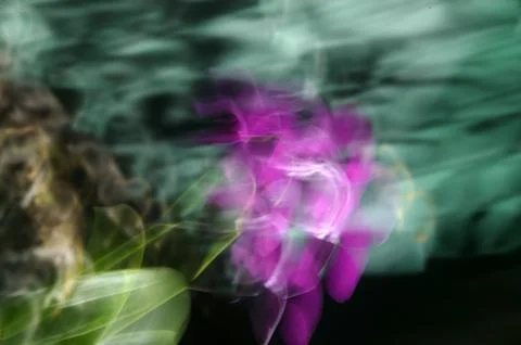 Abstract blurred flower background Fotos Stock