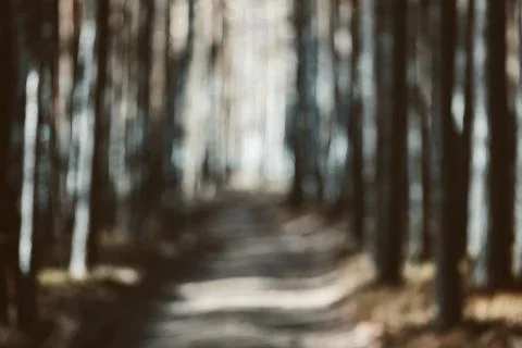Abstract Blurred Forest Background. Bokeh pine forest background. Defocused Foto stock