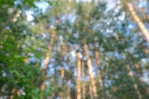 Abstract blurred forest background 库存照片